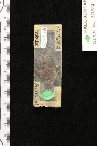 Ginkgo adiantoides (Unger) Heer