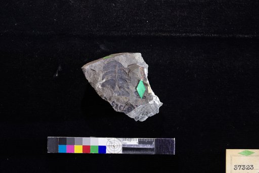 Cladophlebis septentrionalis Hollick