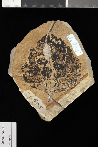 Populus heteromorpha Knowlton