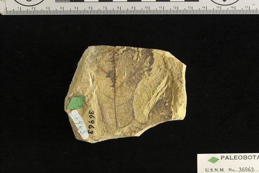 Quercus cf. pseudo-lyrata Lesquereux