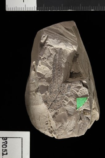 Mericonia cyclotoxon Debey & Ettingshausen