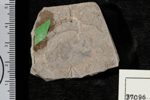 Leguminosites carrollensis Berry