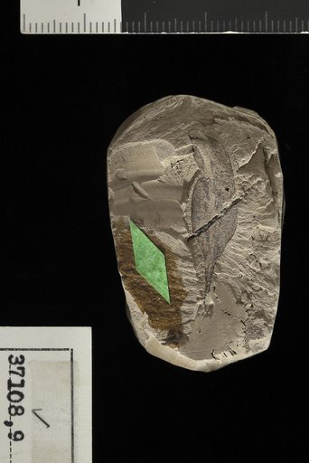 Euphorbiophyllum petiolatum Berry