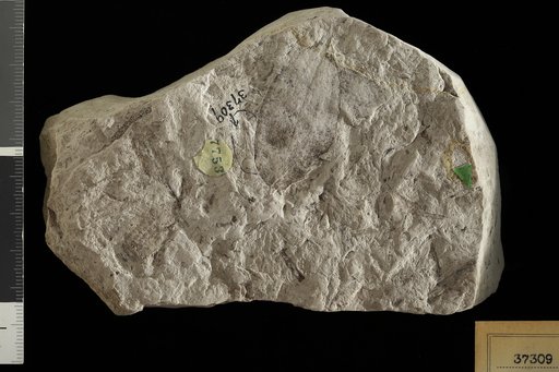 Ceratophyllum sp Berry