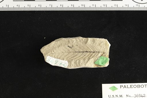 Ulmus perqusti Knowlton