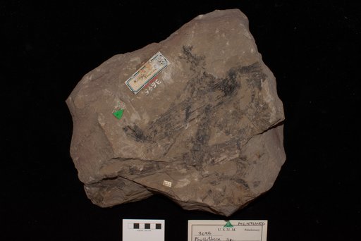 Phyllotheca sp Rigby et al.