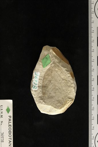 Prunus rustii Knowlton