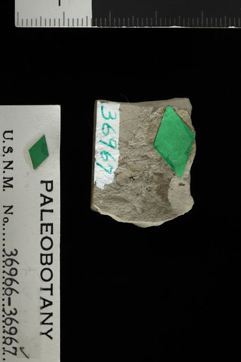 Diospyros ? microcalyx Knowlton