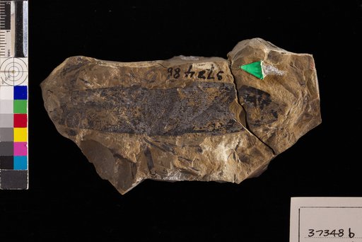 Podozamites lanceolatus (Hutton & Lindley) Braun