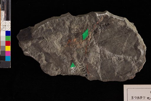 Nilssonia serotina Heer
