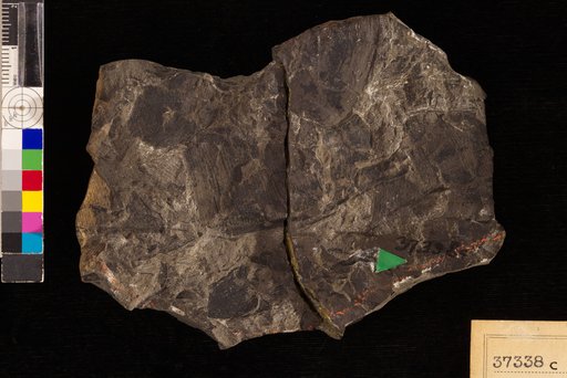 Nilssonia serotina Heer