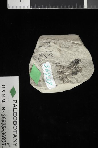 Alnus sp indet. Knowlton