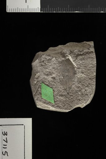 Celastrophyllum ripleyanum Berry