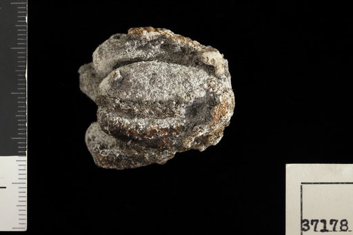 Carpolithes ripleyensis Berry