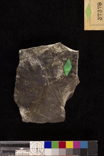 Ginkgo reniformis Hollick