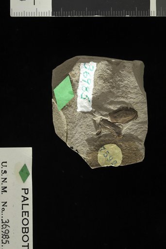 Carpites spokanensis Knowlton