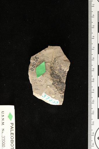 Phyllites relatus Knowlton