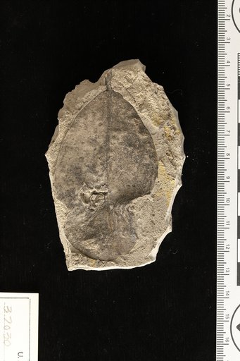 Mimusops preduplicata Berry