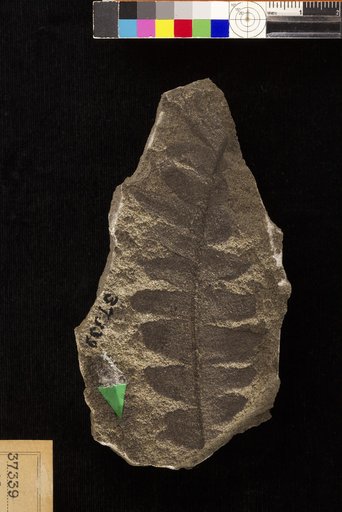 Nilssonia serotina Heer