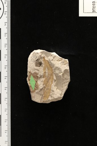 Acaciaphyllites cretaceum Berry
