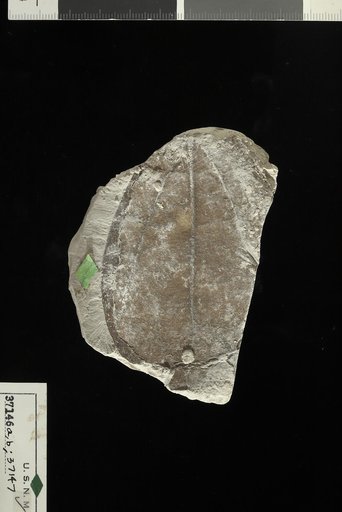 Cinnamomum praespectabile Berry