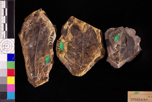 Nilssonia yukonensis Heer