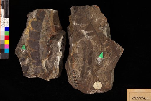 Nilssonia serotina Heer