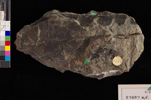 Nilssonia serotina Heer