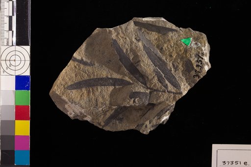 Podozamites lanceolatus (Hutton & Lindley) Braun