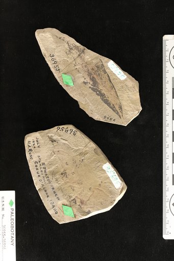 Quercus rustii Knowlton