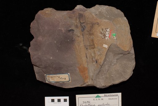 Phyllotheca australis Brongniart