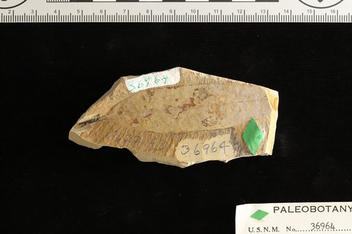 Quercus simulata Knowlton