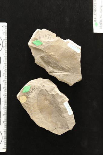 Celastrus fernquisti Knowlton