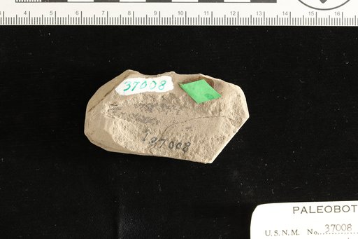 Phyllites crustacea Knowlton
