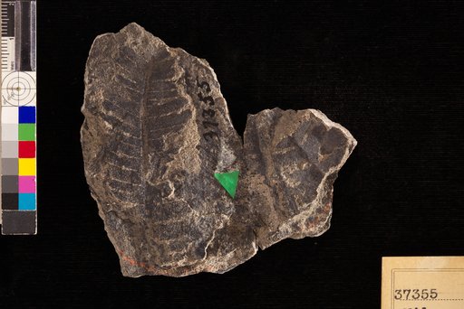 Nilssonia serotina Heer