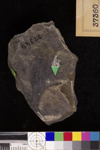 Podozamites lanceolatus (Hutton & Lindley) Braun
