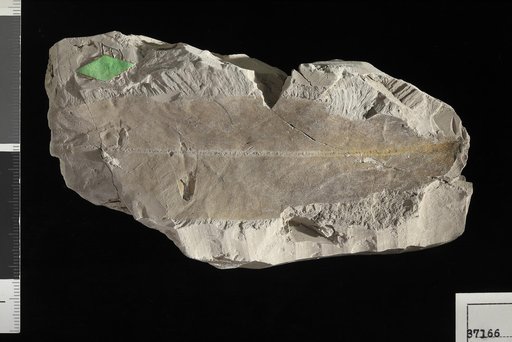 Andromeda anceps Berry
