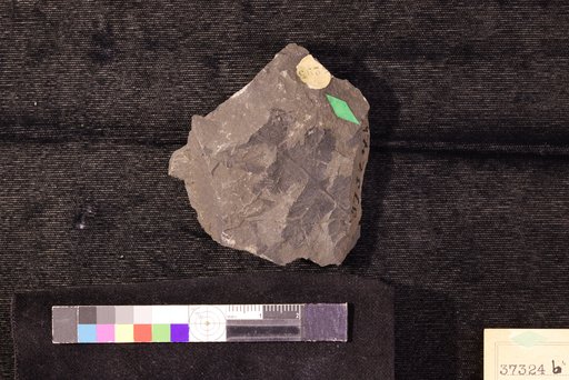 Phegopteris alaskensis Heer