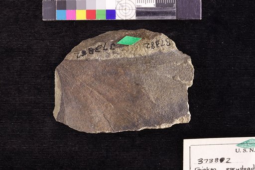 Ginkgo pseudodiantoides var. major Hollick