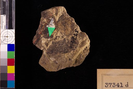 Nilssonia serotina Heer