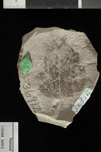 Populus heteromorpha Knowlton