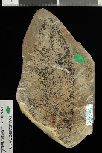 Castanea castaneaefolia (Unger) Knowlton