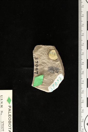 Phyllites sp Knowlton