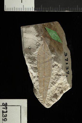 Cinnamomum newberryi var. lanceolatum Berry