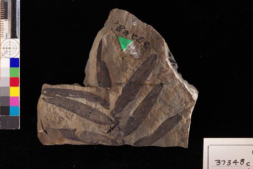 Podozamites lanceolatus (Hutton & Lindley) Braun