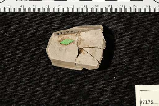 Phyllites hydrilloides Berry