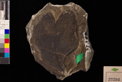 Protophyllocladus obesus Hollick