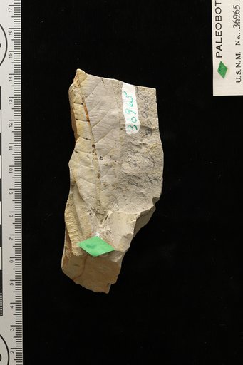 Quercus simulata Knowlton