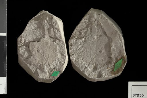 Alismaphyllum cretaceum Berry