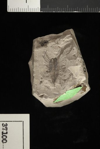 Dalbergia prawilcoxiana Berry